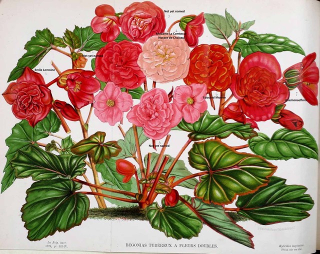 B. ‘Comtesse Horace de Choiseul’